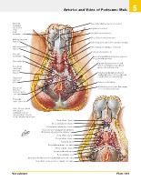 Frank H. Netter, MD - Atlas of Human Anatomy (6th ed ) 2014, page 426